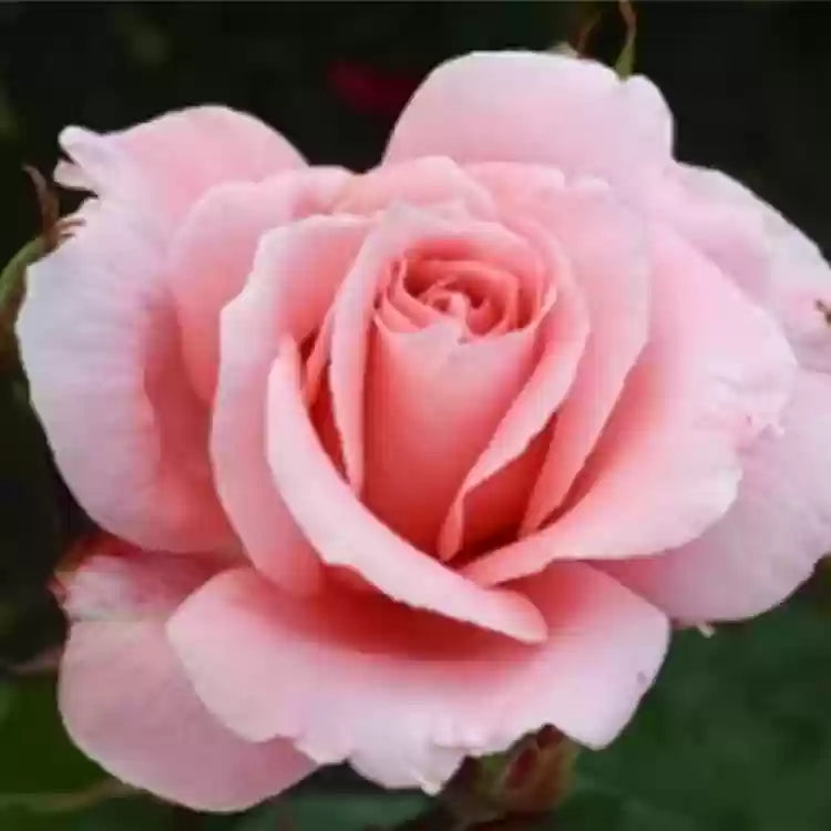 Pink David Austin Rose Flower seeds for Planting Fragrant Blossoms Heirloom & GMO Free Seeds for Home Garden 
 
 Sale seeds for home garden planting