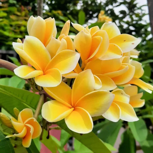 Yellow White Egg Flower seeds for Planting Pollinator Friendly Heirloom & GMO Free Seeds for Home Garden 
 
 Sale seeds for home garden planting