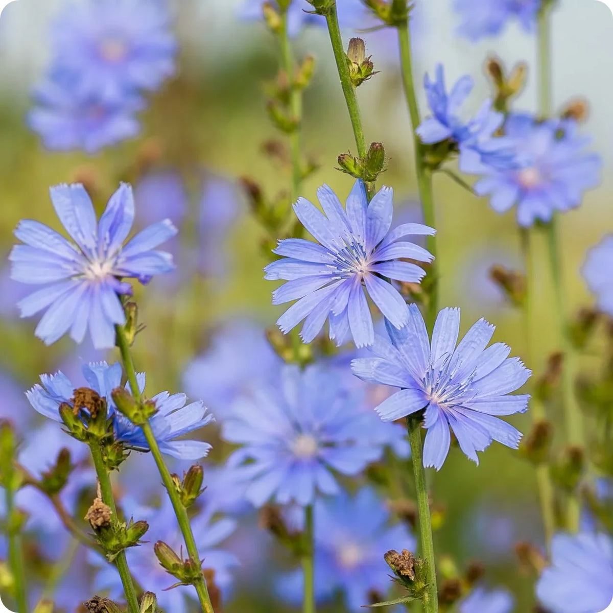 Blue Cichorium Flower seeds for Planting - Garden Favorite, Heirloom & GMO Free Seeds for Home Garden
 
 Sale seeds for planting in home garden
