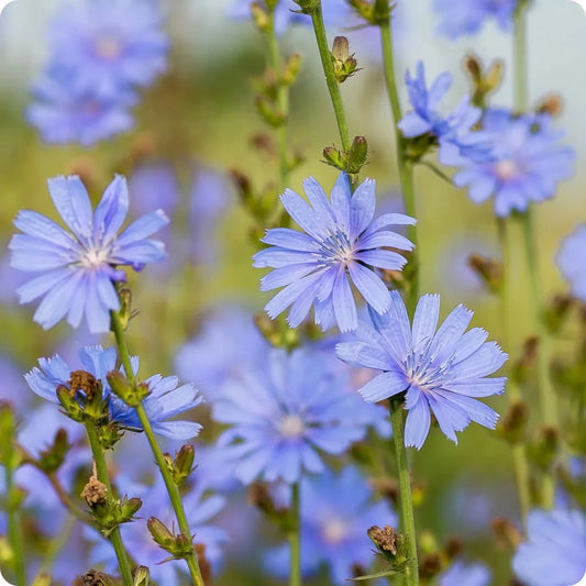 Blue Cichorium Flower seeds for Planting - Garden Favorite, Heirloom & GMO Free Seeds for Home Garden
 
 Sale seeds for planting in home garden