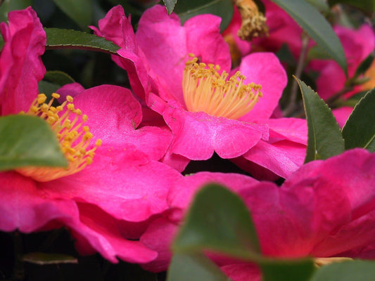 Pink Yellow Camellia Flower seeds for Planting - Colorful Display, Heirloom & GMO Free Seeds for Home Garden
 
 Sale seeds for planting in home garden