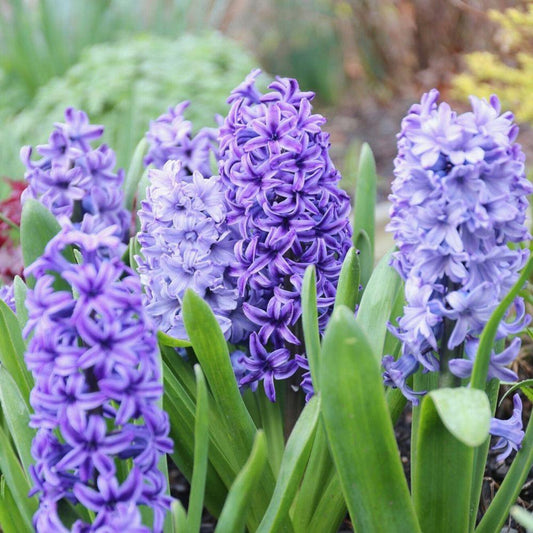 Hyacinthus Flower seeds for Planting Garden Favorite Heirloom & GMO Free Seeds for Home Garden
 
 Sale seeds for home garden planting