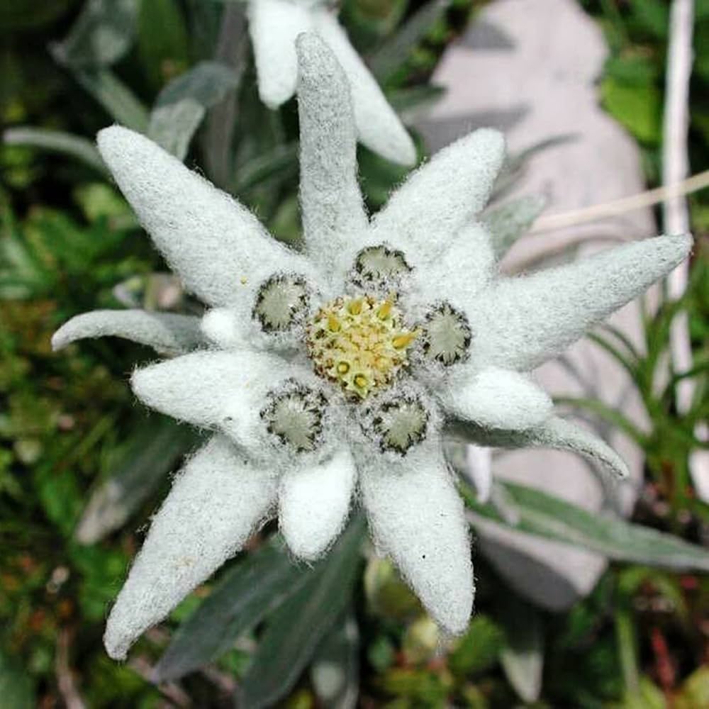 White Edelweiss Flower seeds for Planting Shade Tolerant Heirloom & GMO Free Seeds for Home Garden 
 
 Sale seeds for home garden planting