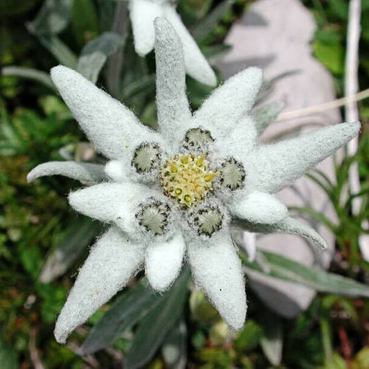 White Edelweiss Flower seeds for Planting Shade Tolerant Heirloom & GMO Free Seeds for Home Garden 
 
 Sale seeds for home garden planting