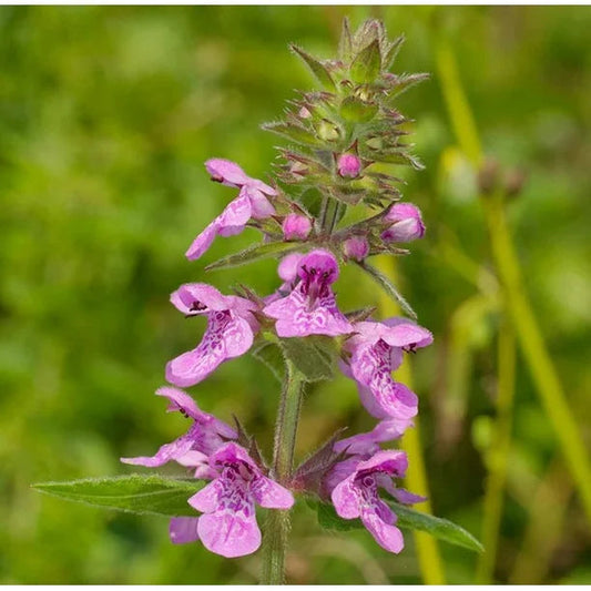 Purple Marsh Woundwort Flower seeds for Planting Seasonal Bloomer Heirloom & GMO Free Seeds for Home Garden
 
 Sale seeds for home garden planting