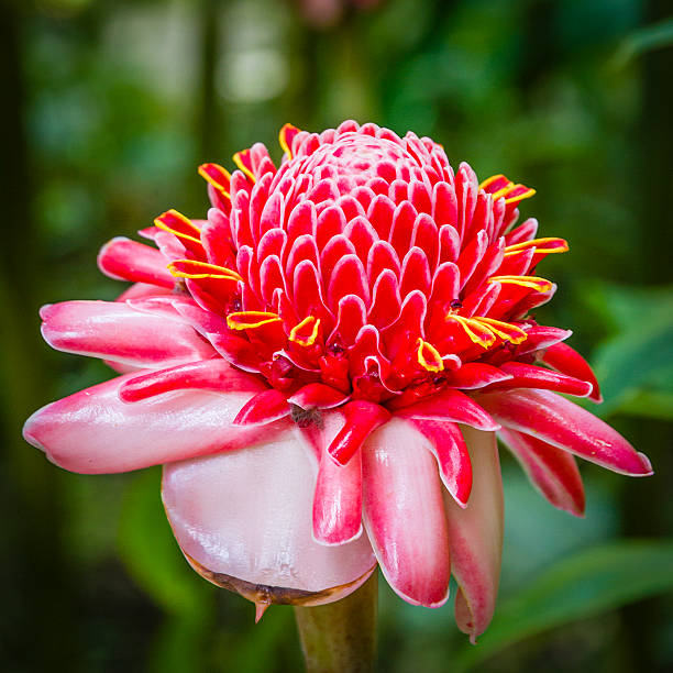 Ginger Flower seeds for Planting Compact Growth Heirloom & GMO Free Seeds for Home Garden 
 
 Sale seeds for home garden planting