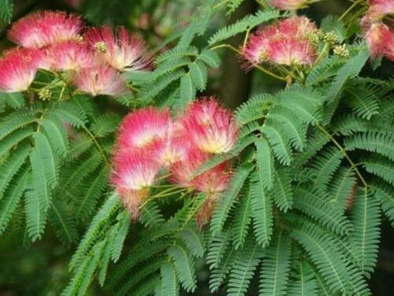 Pink Julibrissin Flower seeds for Planting - Hardy Variety, Heirloom & GMO Free Seeds for Home Garden
 
 Sale seeds for planting in home garden