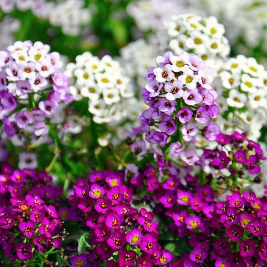 Alyssum Perennial Flower seeds for Planting Perfect for Borders Heirloom & GMO Free Seeds for Home Garden 
 
 Sale seeds for home garden planting
