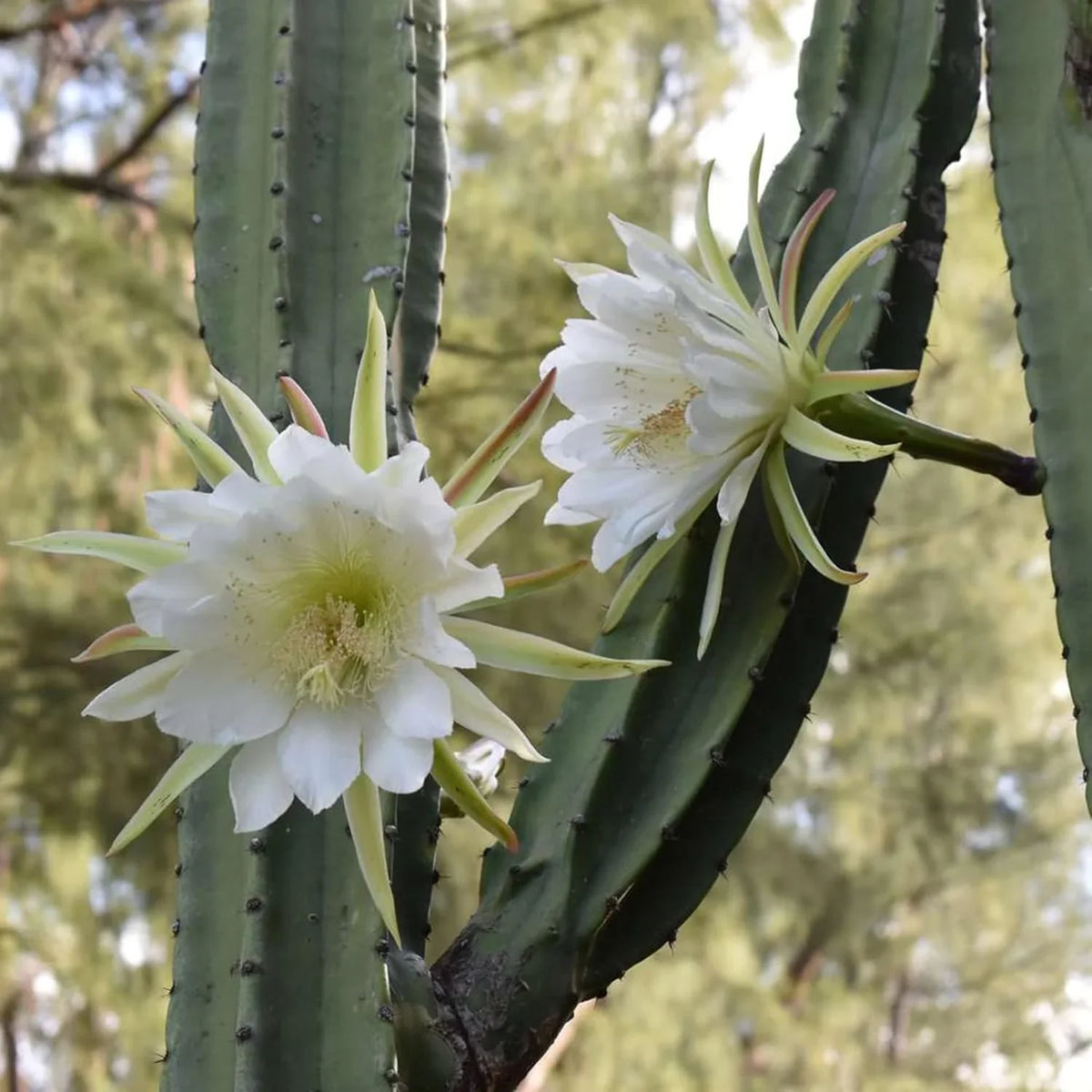 White Epiphyllum Oxypetalum Flower seeds for Planting Wildflower Mix Heirloom & GMO Free Seeds for Home Garden 
 
 Sale seeds for home garden planting