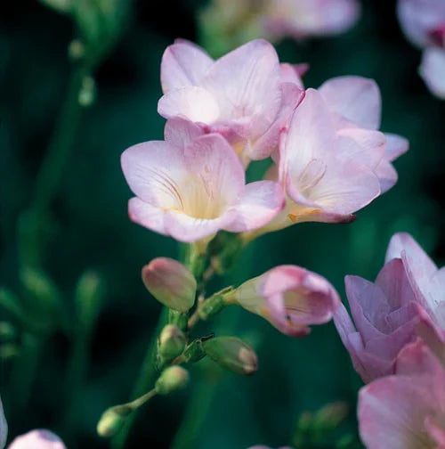 Baby Pink Freesia Flower seeds for Planting - Easy to Grow, Heirloom & GMO Free Seeds for Home Garden
 
 Sale seeds for planting in home garden