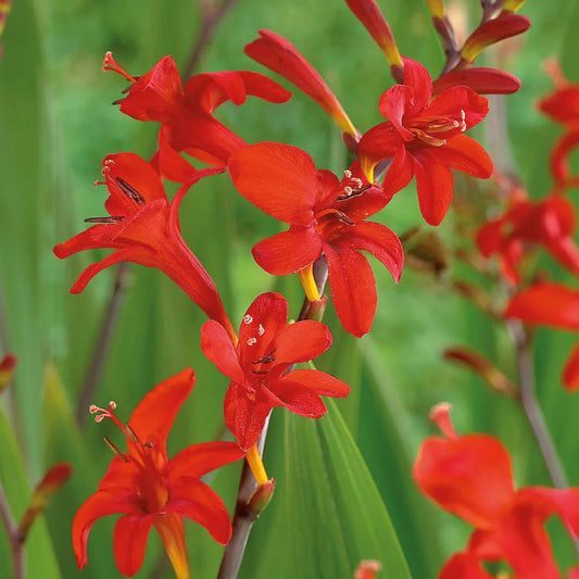 Red Crocosmia Lucifer Flower seeds for Planting Drought Tolerant Heirloom & GMO Free Seeds for Home Garden 
 
 Sale seeds for home garden planting
