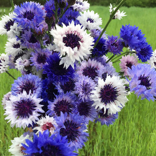 Mixed Bachelor Flower seeds for Planting - Cottage Garden Essential, Heirloom & GMO Free Seeds for Home Garden
 
 Sale seeds for planting in home garden