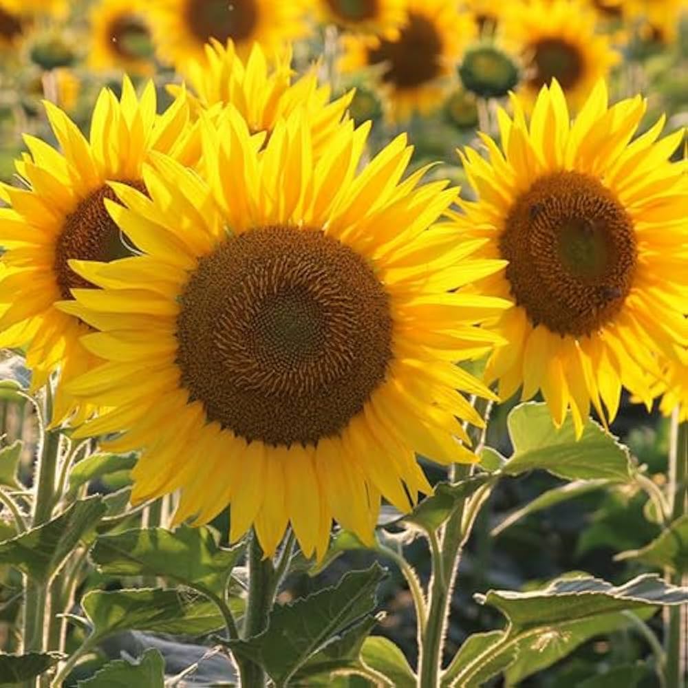 Yellow Sunflower Flower seeds for Planting Premium Quality Heirloom & GMO Free Seeds for Home Garden 
 
 Sale seeds for home garden planting
