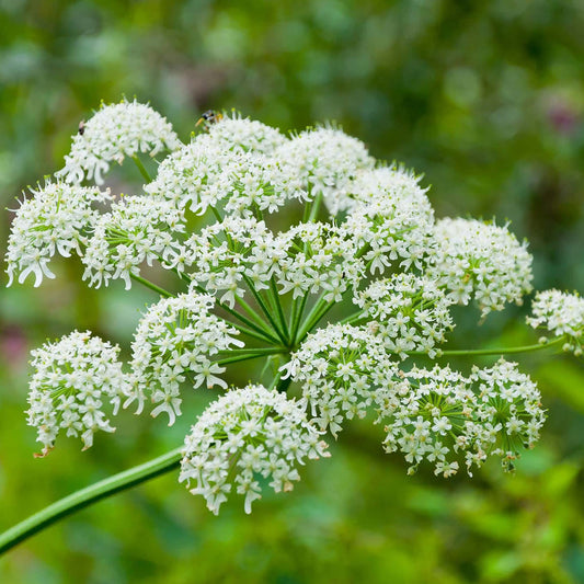 White Anne's Flower seeds for Planting Wildflower Mix Heirloom & GMO Free Seeds for Home Garden 
 
 Sale seeds for home garden planting