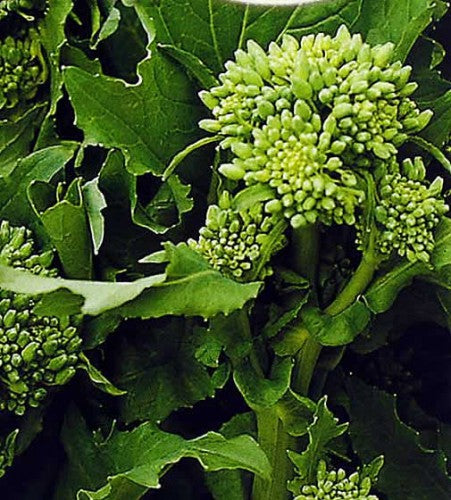 Semi di Rapa di Broccoli Biologici
