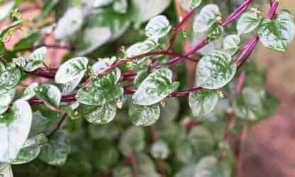 Malabar Spinach Seeds