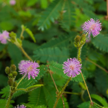 Purple Mimosa Pudica Flower seeds for Planting Cut Flower Favorite Heirloom & GMO Free Seeds for Home Garden 
 
 Sale