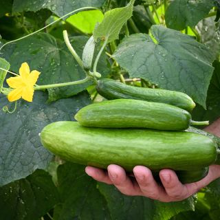 Beit Alpha Cucumber Seeds for Planting