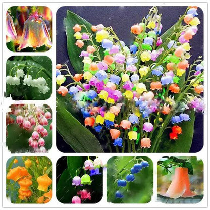 Mixed Bell Orchid Flower seeds for Planting - Low Maintenance, Heirloom & GMO Free Seeds for Home Garden