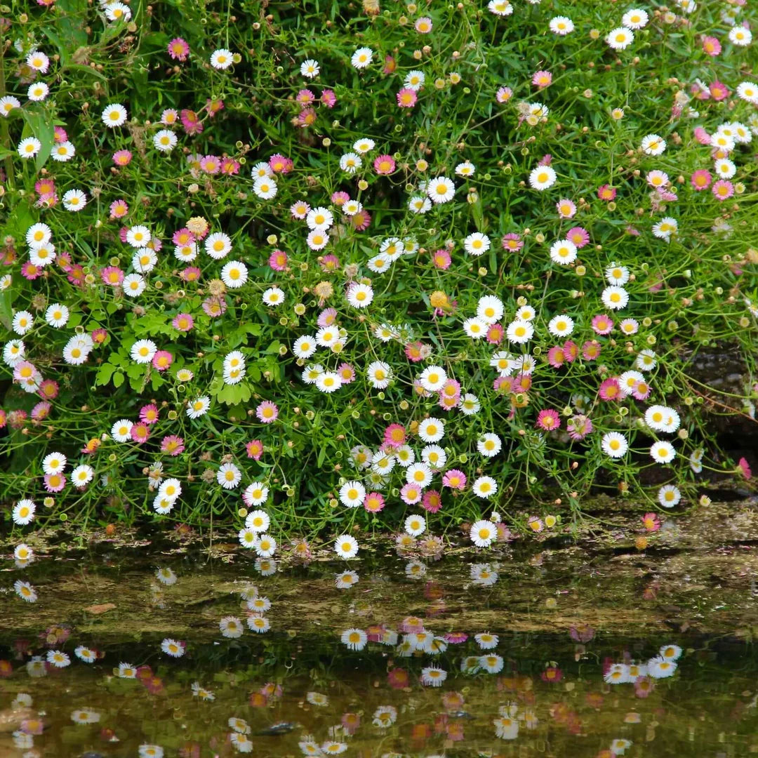 Santa Barbara Flower seeds for Planting, Garden Favorite Heirloom & GMO Free Seeds for Home Garden