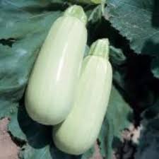 Graines de courgette White Bush