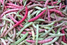Runner Bean Heirloom Premium Seeds