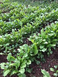 Purely Organic Arugula Seeds