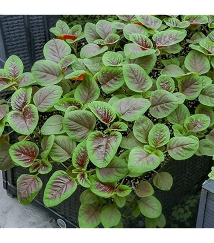 Red Stripe Leaf Amaranth Seeds