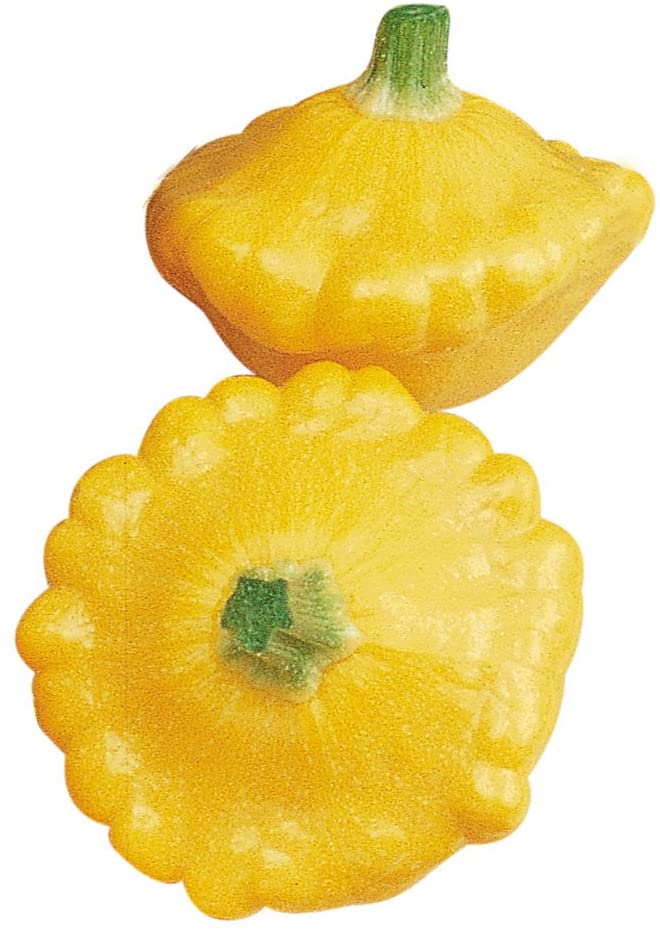 イエローパティパンかぼちゃの種