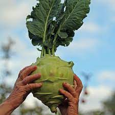 Superschmelz Giant White Kohlrabi Seeds
