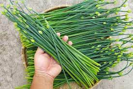 Flowering Chinese Leek Seeds