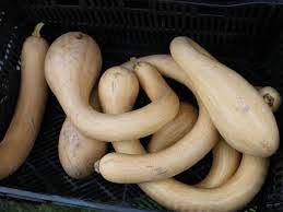 Tromboncino Rampicante Kletter-Zucchini Samen