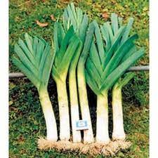 Giant Musselburgh Leek Seeds