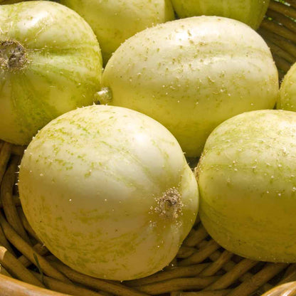 crystal apple cucumber seeds