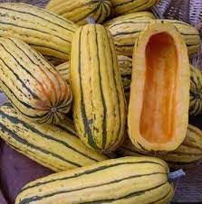 Semi di zucchina delicata