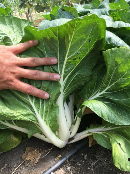 Graines de Bok Choy TKE Farms & Gardens