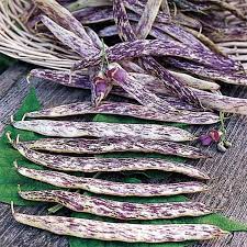 Dragon's Tongue Bush Bean Seeds