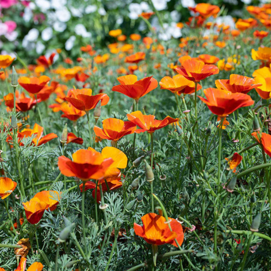 Orangefarbener Kriechender Thymian Blumensamen