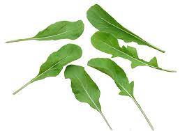 Astro Arugula Lettuce Seeds