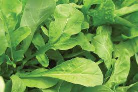 Ohio Erbstück Rucola Samen