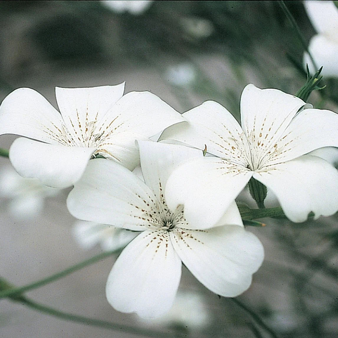 Agrostemma Ocean Pearl Flower seeds for Planting, Garden Favorite Heirloom & GMO Free Seeds for Home Garden