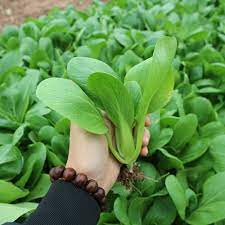 Semi di Baby Bok Choy Premium Non-OGM Ereditarie
