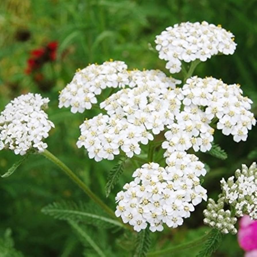 Yarrow flower seeds white