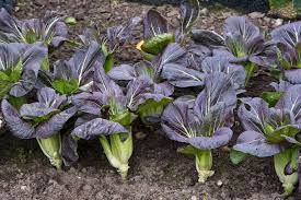 Semi di Bok Choy con foglie viola