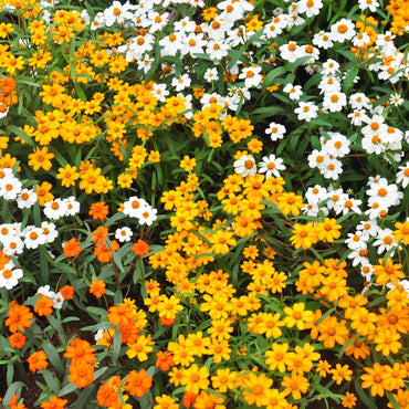 Zinnia Linearis Mix Seeds