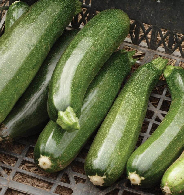 Survival Garden Black Beauty Zucchini Seeds
