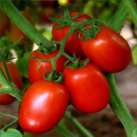 Graines de tomate San Marzano