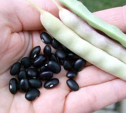 Black Turtle Seeds