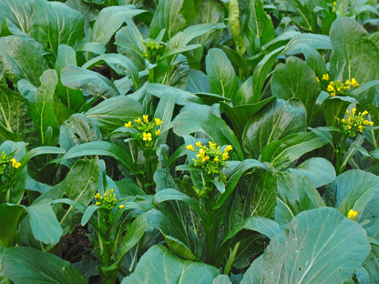 Graines de Choy Sum Biologiques
