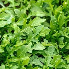 Graines de roquette patrimoniale non-OGM